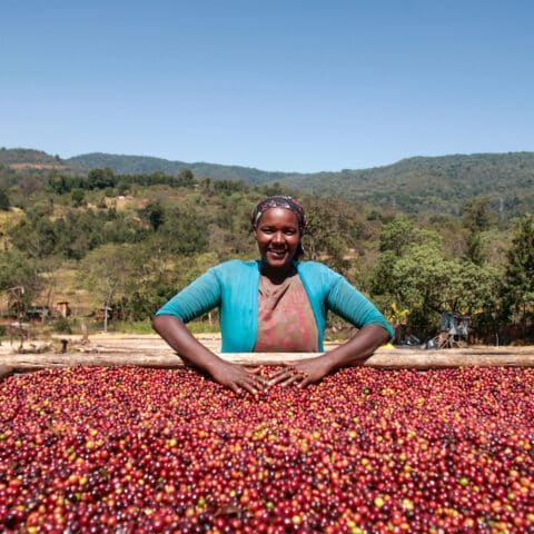 Ethiopia Wush Wush: Roaster Series Coffee